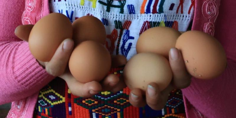 Licencias para manipulación de huevos son claves para garantizar calidad