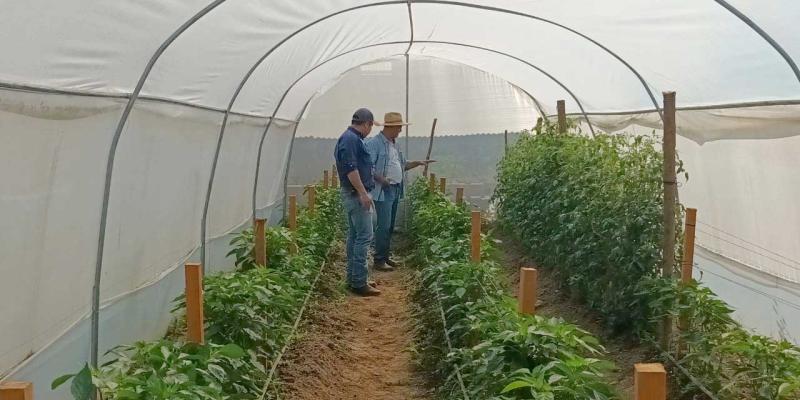Mejoran cultivos de tomate y chile en San Diego, Zacapa
