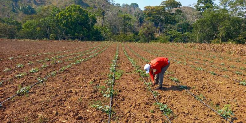 Mejoran producción de melón en Petén 