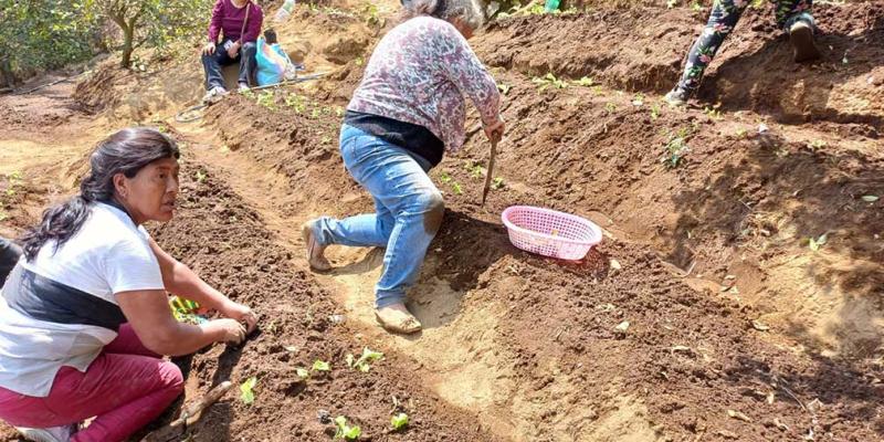 Mujeres de Sacatepéquez se capacitan en técnicas de trasplante de hortalizas