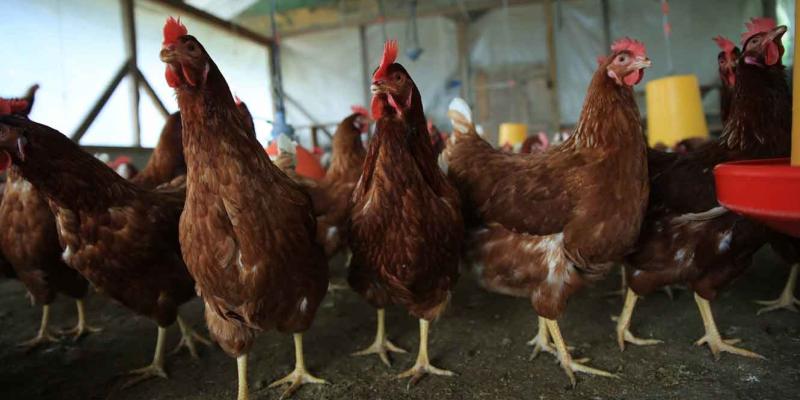 Optimizan capacidades para la prevención de la influenza aviar en el país
