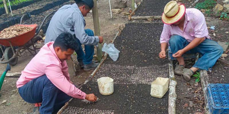 Producirán 400 mil plántulas forestales