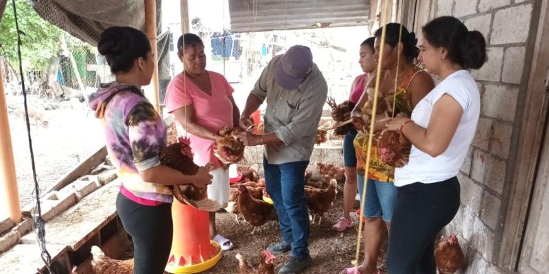 Promueven prácticas avícolas sostenibles y saludables en Petén