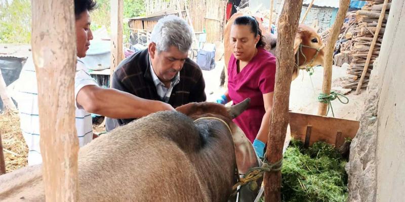 Realizan jornada de desparasitación y manejo de plagas en ganado bovino en Sololá