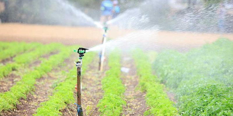 Riego por aspersión, el sistema versátil para hidratar los cultivos