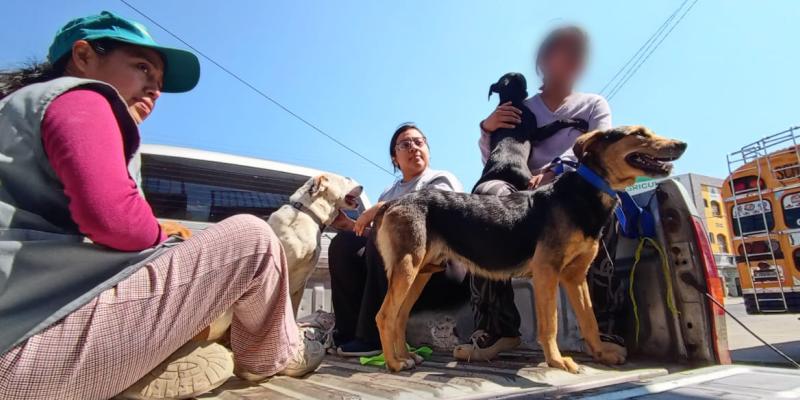 Se brinda apoyo técnico en jornada de esterilización y castración