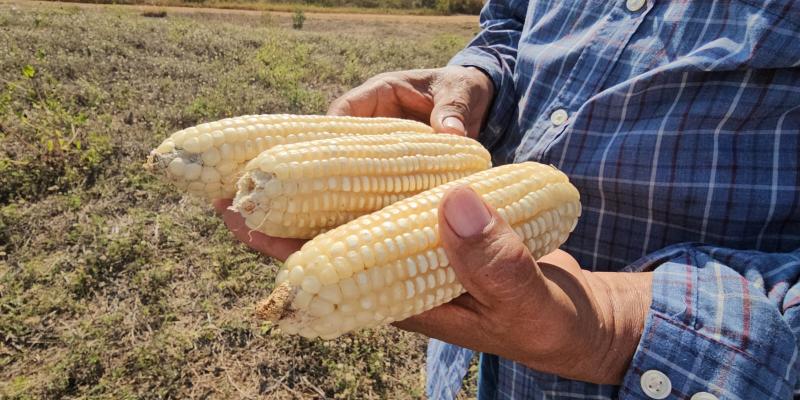 Semilla artesanal de maíz blanco beneficiosa para la agricultura en Suchitepéquez