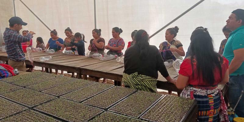 Siembran hortalizas en estructuras reciclables