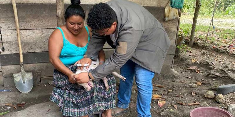 Refuerzan control de enfermedades porcinas en Petén