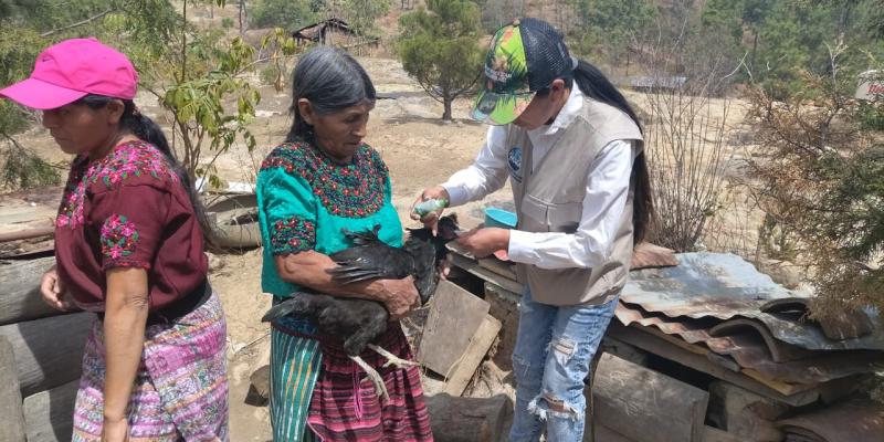 Vacunan aves en prevención de gripe aviar