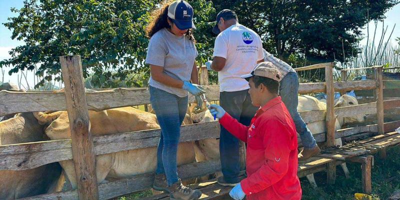 Velan por el bienestar del hato ganadero en Petén