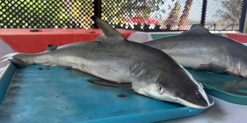 Velan por la conservación de especies marinas en Guatemala