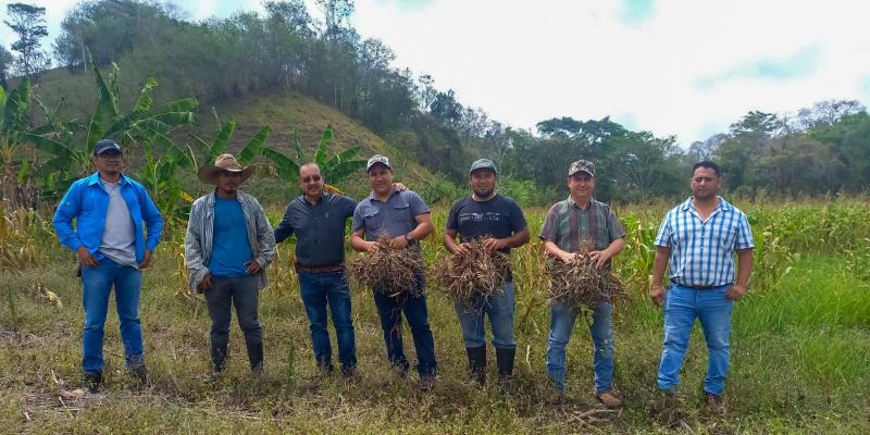 Verifican cultivos en Petén