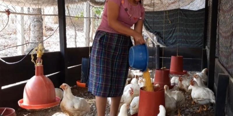 Zonia Canahuí Tolón, ejemplo de emprendimiento en la avicultura