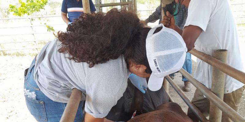 Continúan las acciones de prevención contra la rabia paralítica bovina