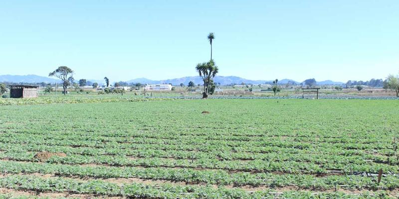 Análisis agrometeorológico: altas temperaturas y lluvias marcarán el fin de semana