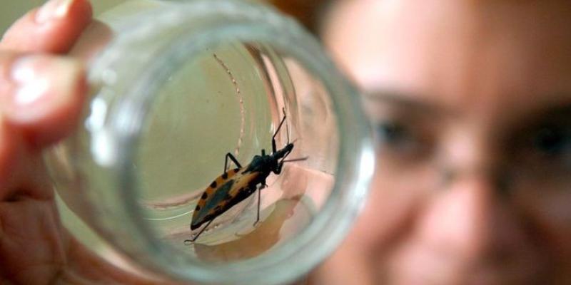 En Guatemala se ha reducido en un 80% la Enfermedad de Chagas 