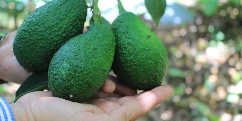 Estados Unidos concluye en mayo análisis del aguacate Hass guatemalteco