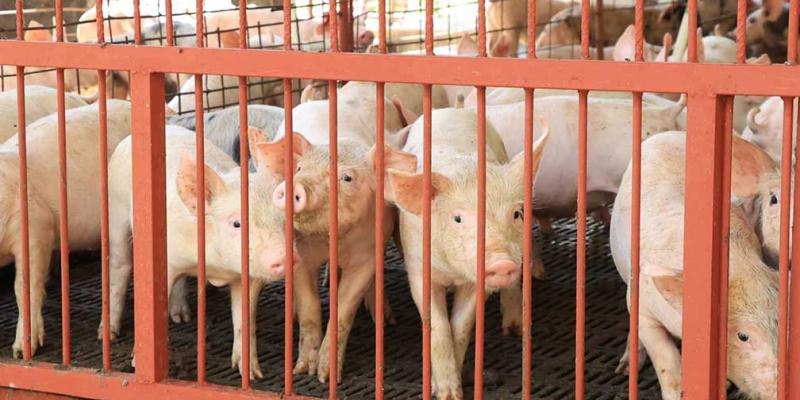 Llevan a cabo verificaciones y registro de unidades de transporte porcina