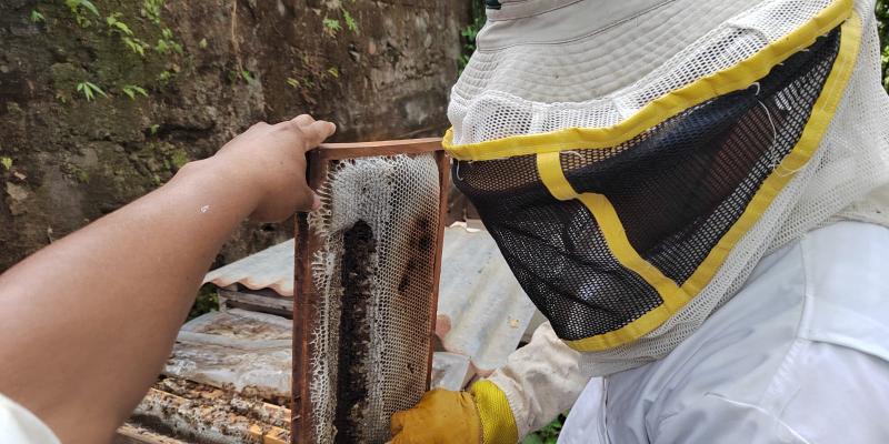 Abejas: claves para la producción y economía del país