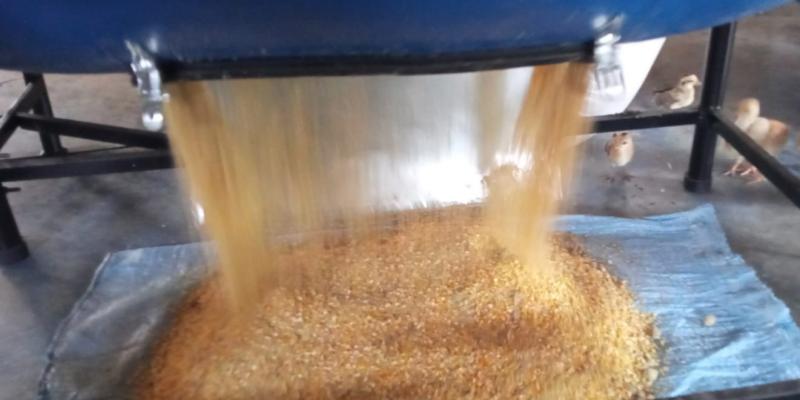 Acuicultura sostenible: elaboran en Petén harina de pez diablo que brinda múltiples beneficios 