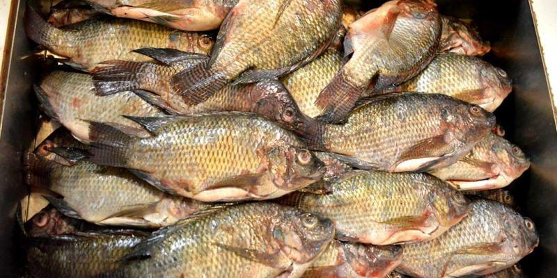 Alimentación adecuada de las tilapias es clave para una buena crianza