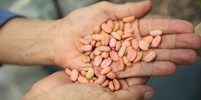 Cafetaleros de nueve departamentos serán apoyados por afectación de la roya