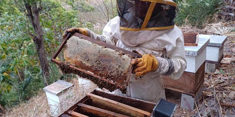 Conociendo el MAGA: Departamento de Apicultura