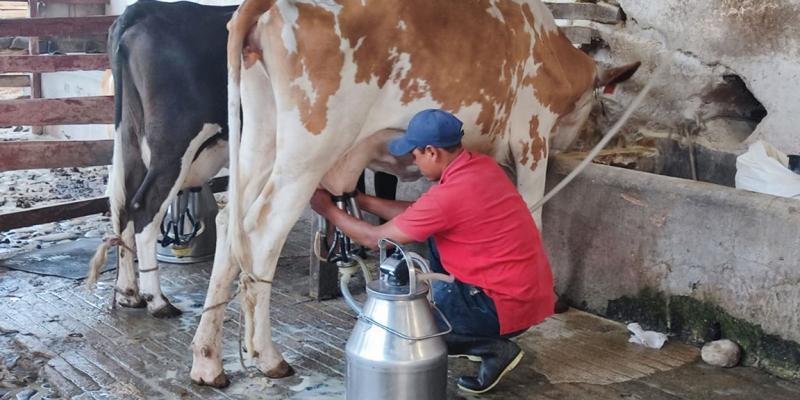 Conociendo el MAGA: Dirección de Desarrollo Pecuario y el apoyo a los productores de leche