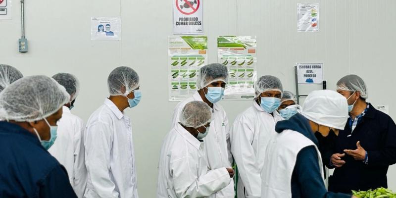 En Sololá se capacitan para exportar arveja