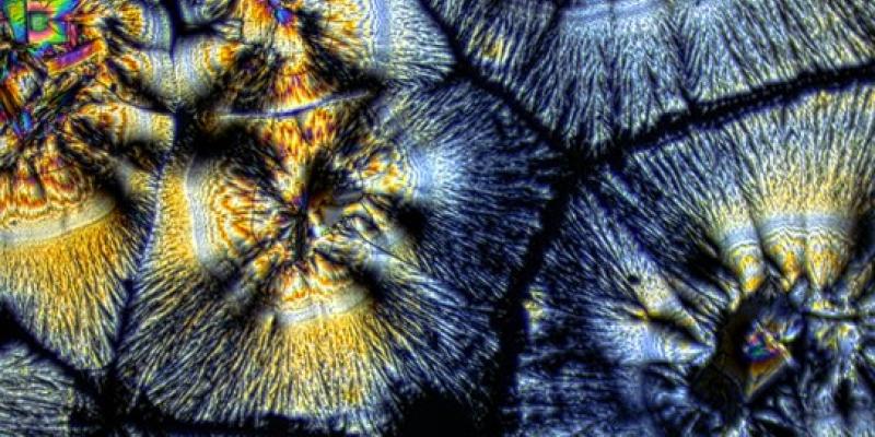 Senacyt lanza concurso de fotografía científica 