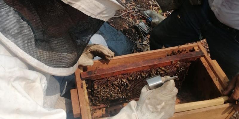 Fortalecen capacidades productivas de apicultoras y apicultores de Petén