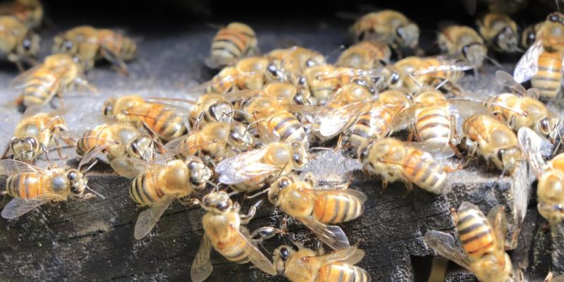 Impacto de la apicultura en la economía y el bienestar de la población