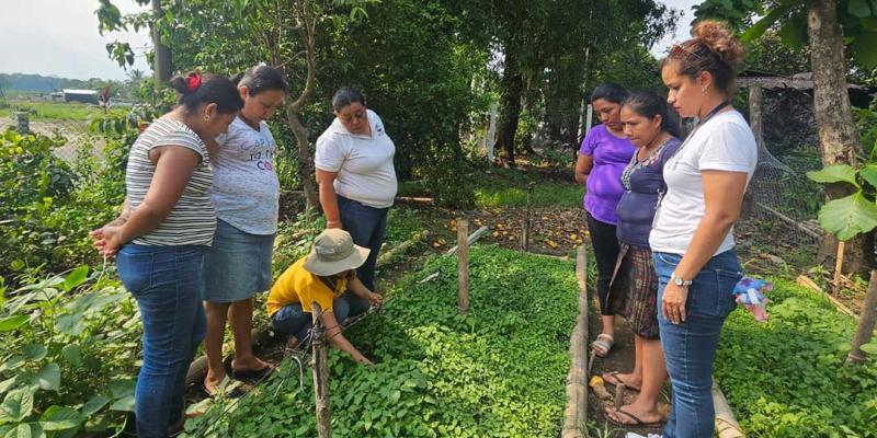 Impulsan cultivos de hierba mora en Suchitepéquez