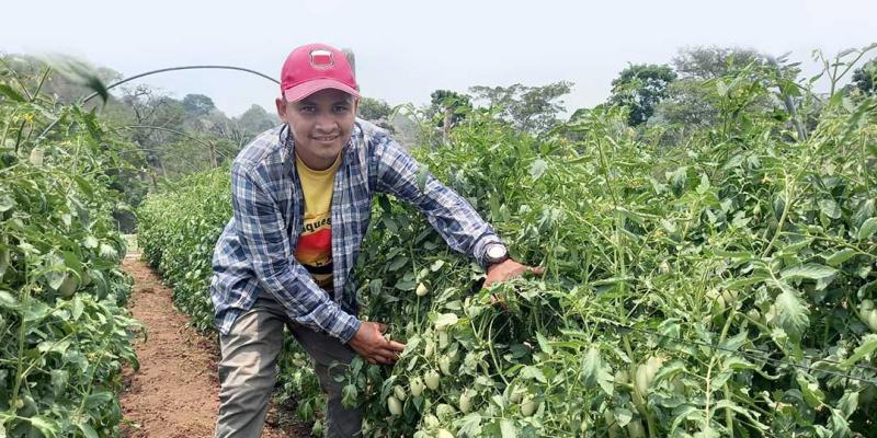 Monitorean cultivos en Petén para evitar plagas 