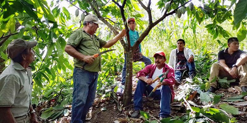 Producción de plantas de cacao en Petén fortalece economía de las comunidades