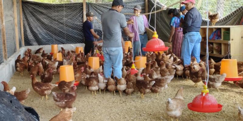Productoras y productores son capacitados para mejorar la salud avícola en Petén