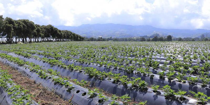 Recomendaciones al sector agropecuario por altas temperaturas registradas