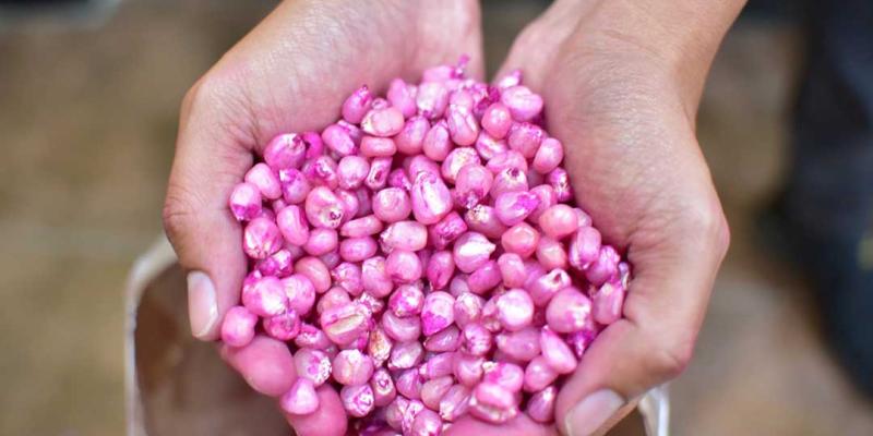 Semillas de maíz mejoradas: adaptables a situaciones climáticas y resistentes a plagas