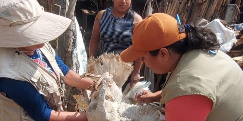En Jutiapa fortalecen vigilancia epidemiológica contra influenza aviar