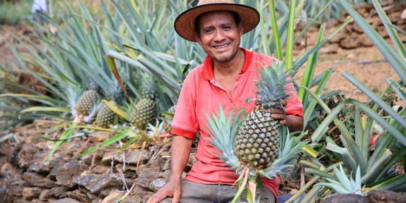 Conozca las frutas más populares que se producen en Guatemala