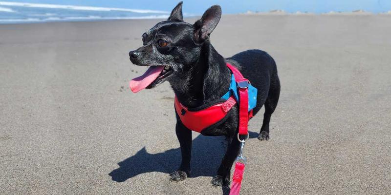 Culminan curso de Introducción al Bienestar Animal