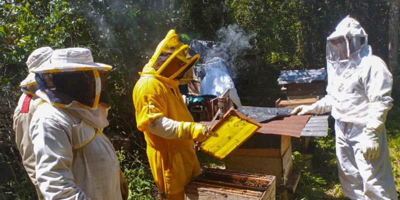 Apicultores son asistidos en Petén para aumentar y mejorar la producción