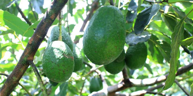 Aprenda cuándo se debe sembrar el aguacate