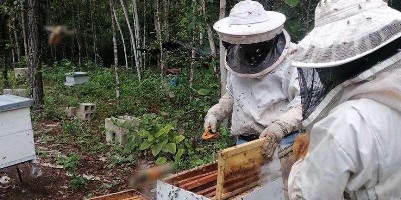 Buscan incrementar producción de miel