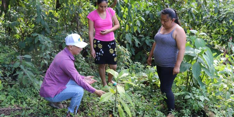Capacitan a productores para mejorar de cacao