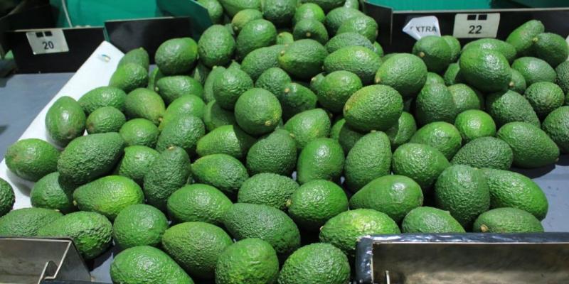 Importancia de la producción de aguacate