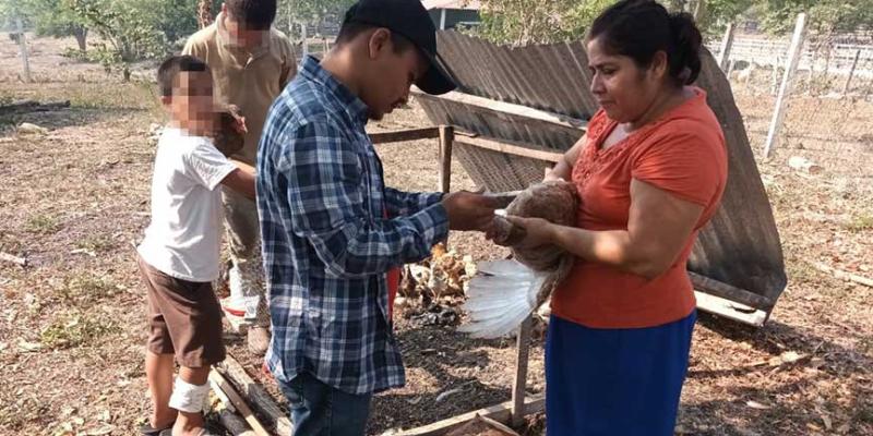 Impulsan salud aviar con vacunación en Petén