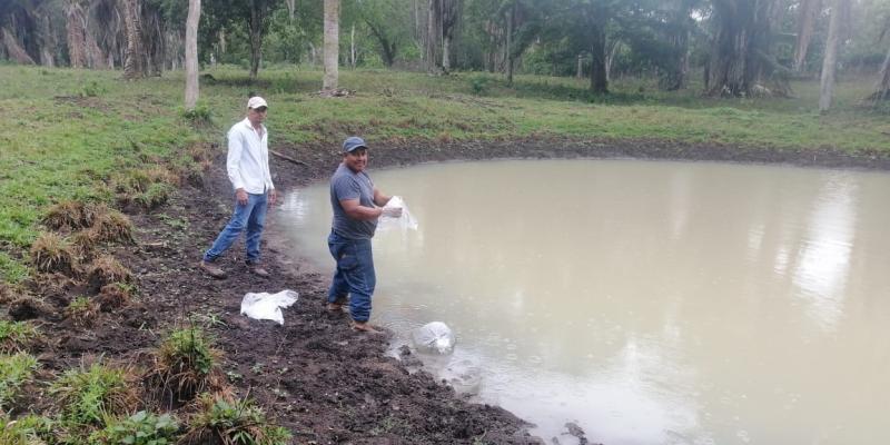 Incentivan producción de tilapia en Santa Ana, Petén