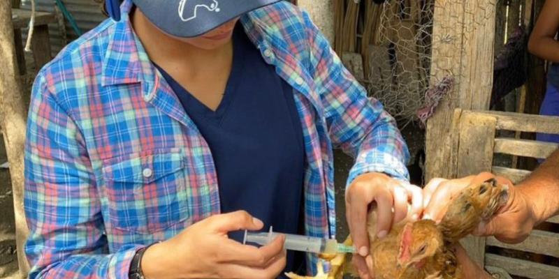 Vacunan aves de traspatio y a porcinos